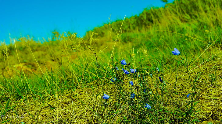πράσινο, φύση, λουλούδια, φυτό, λευκό, μπλε, φωτεινή