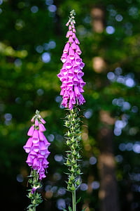 common foxglove, wild plant, thimble, flower, forest, giftplanze, pink