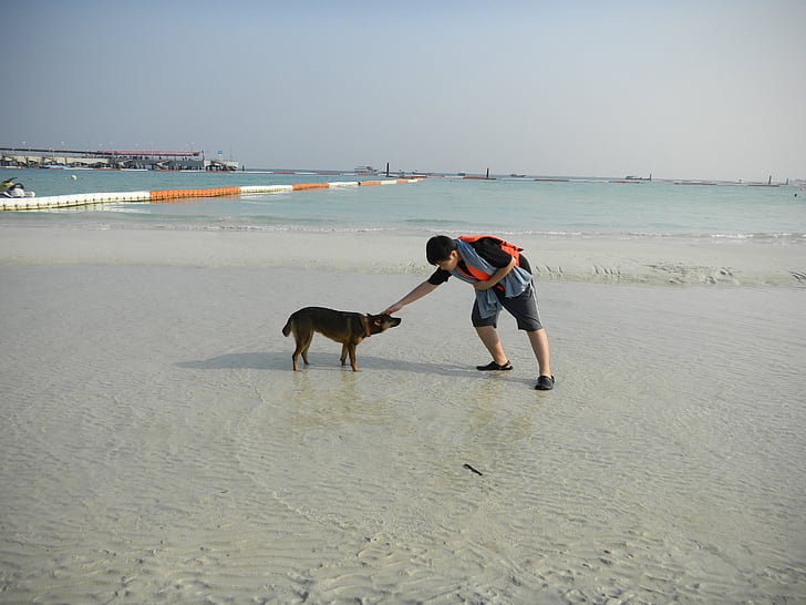 바다, 모래, 강아지, 자연, 비치, 개, 물