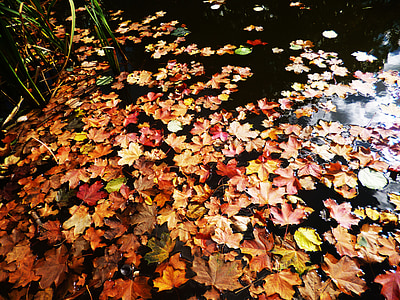 mực nước, Lake, sông, nước, Bãi đậu xe, rừng, autumnal