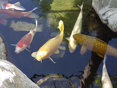 Koi, cá, Ao, khu vườn Nhật bản, Thiên nhiên, động vật, cá chép Koi