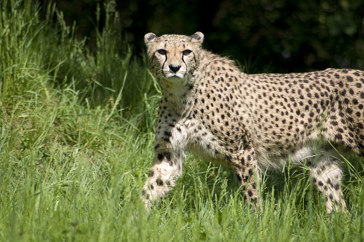 Cheetah, rovdyr, katten, pels, hår, mønster, poeng