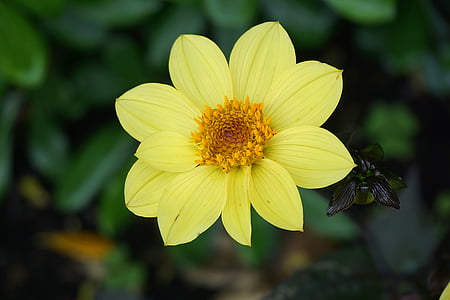 kvet, Flora, žltý kvet, botanika, Záhrada, Petal, kvitnúce