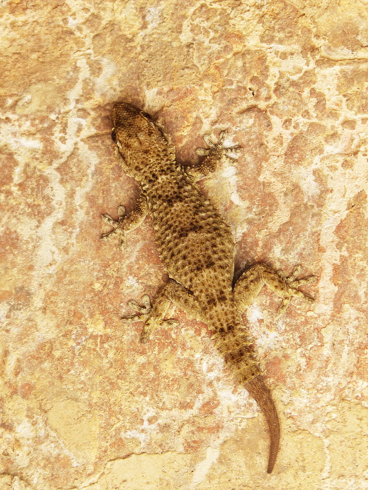 Gecko, Dragon, ödla, konsistens, kamouflage