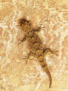 gecko, draak, hagedis, textuur, camouflage