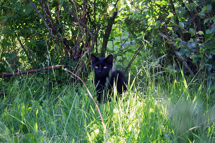 kat, Kitten, zwart, gras, groen, schattig, huisdier
