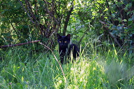 cat, kitten, black, grass, green, cute, pet
