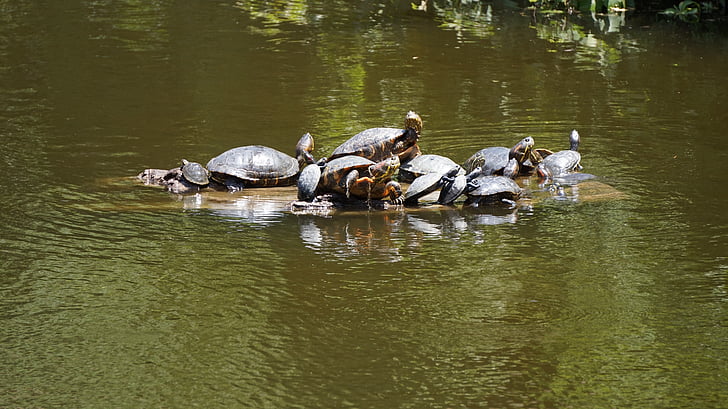 tortugas, reptiles, animal de agua