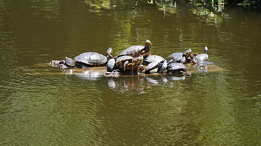 черепахи, Рептилии, водных животных