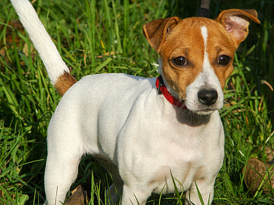dog, jack russell terrier, puppy