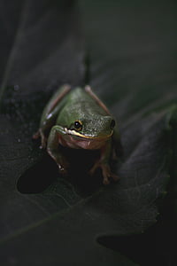 frog, animal, pet, toad, water, amphibian, nature
