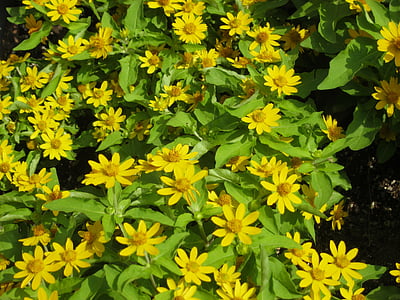 flowers, yellow, plants, leaf, nature, plant, outdoors