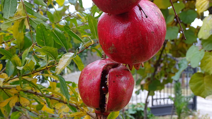 sadje, Granatno jabolko, jeseni, narave, drevo, listov, hrane