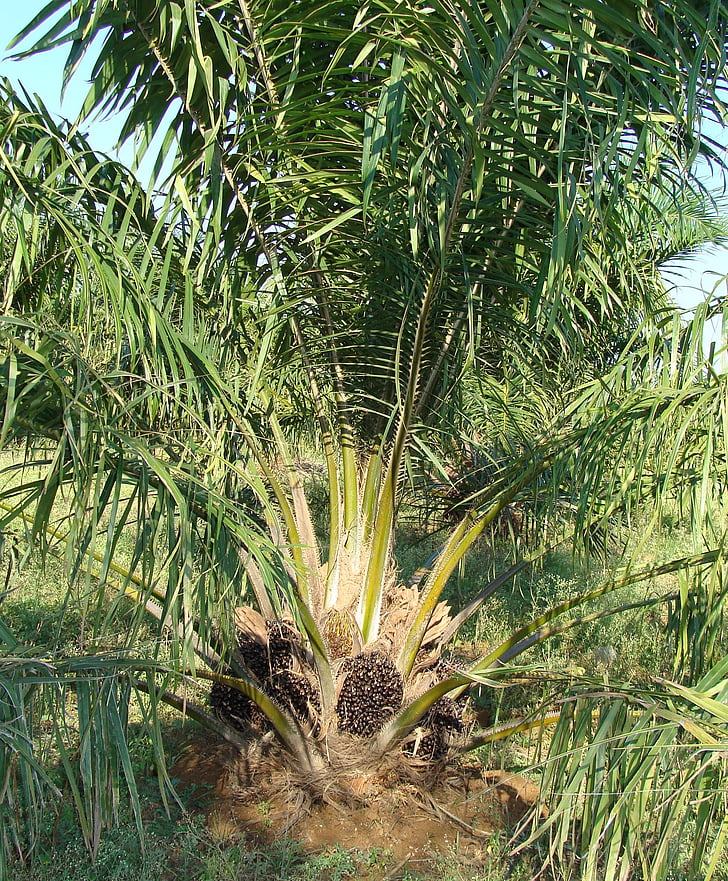 palmių aliejaus, vaisių puokštė, medis, augalinis aliejus, sodininkystės, Karnataka, Indija