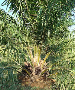 kelapa sawit, tandan buah, pohon, minyak sayur, Hortikultura, Karnataka, India