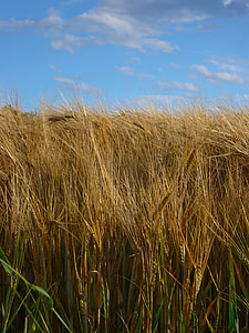 bidang, gandum, musim panas, langit, sereal, Spike, ladang jagung
