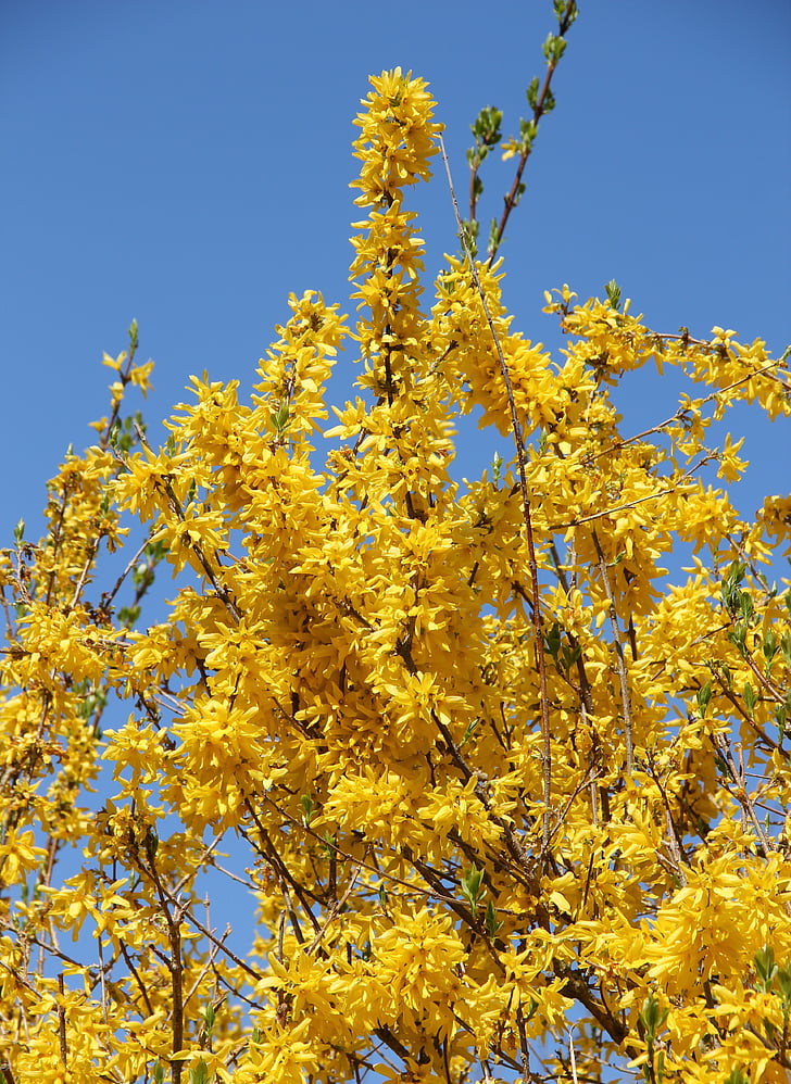 forsythienbusch, v cvet, že vožnja, letni čas, forsythienstrauch, rumena, rumenimi cvetovi