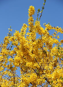 forsythienbusch, in bloom, early driving, time of year, forsythienstrauch, yellow, yellow flowers