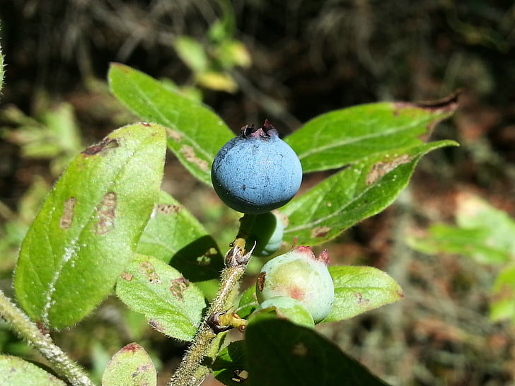Blueberry, Berry, Wild, bos, natuur, fruit, voedsel