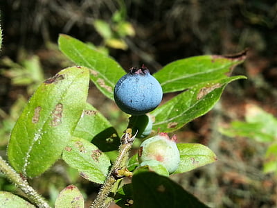 blueberry, berry, wild, forest, nature, fruit, food