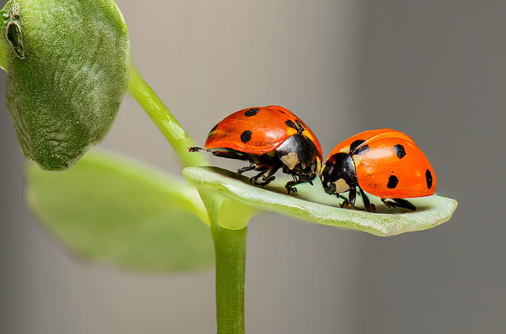 ladybugs, ladybirds, bugs, insects, couple, love, two