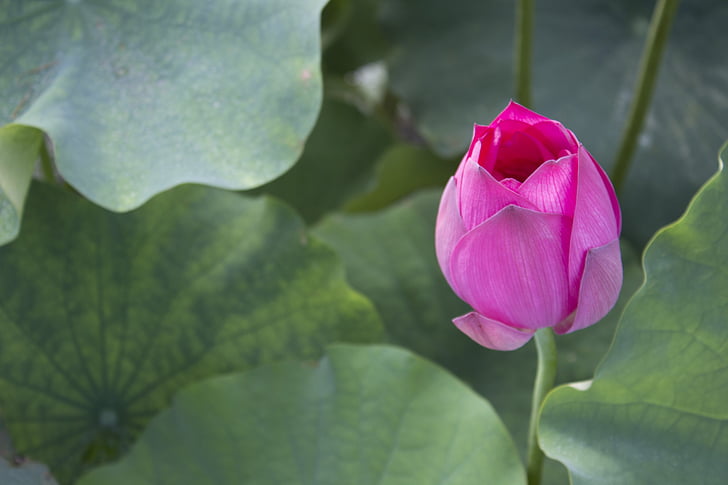 Lotus, tó, Lótusz levél, virág, szirom, a természet szépsége, természet