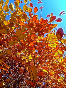 orange, yellow, bush, leaf, autumn, foliage