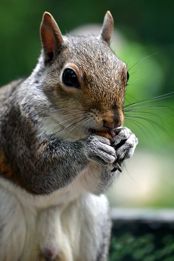 squirrel, animal, acorn