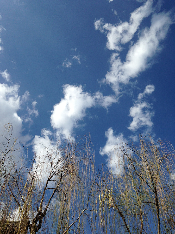 trær, blå himmel, hvite skyens