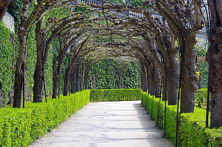 avenue, garden, trees, park, castle park