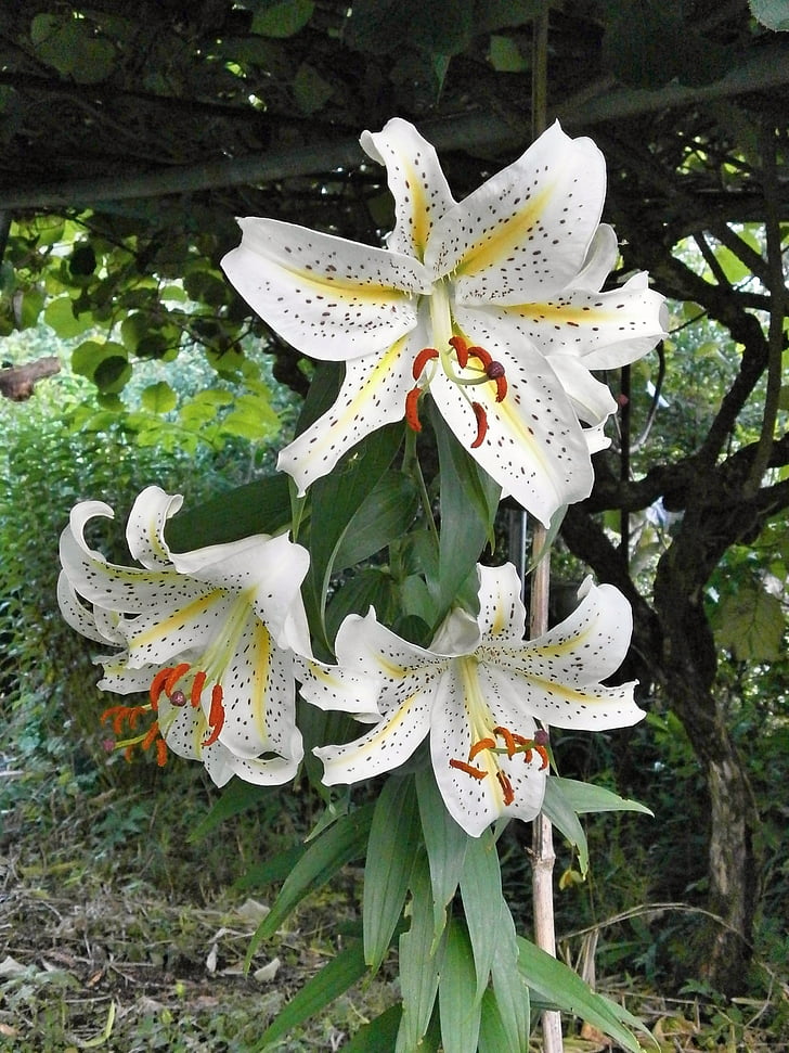 Lily, Juri, Yamayuri, valkoinen Lilja, Lily Japanissa
