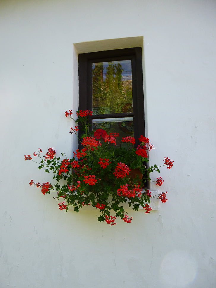 pelargonija, langas, raudona gėlė