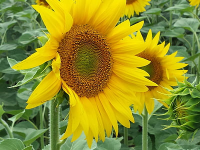 bunga, bunga matahari, bidang, kuning, alam, pertanian, musim panas