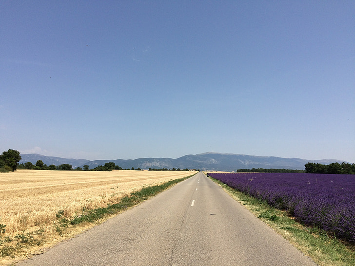 Lavender, gandum, berkendara, alam, adegan pedesaan, jalan, musim panas