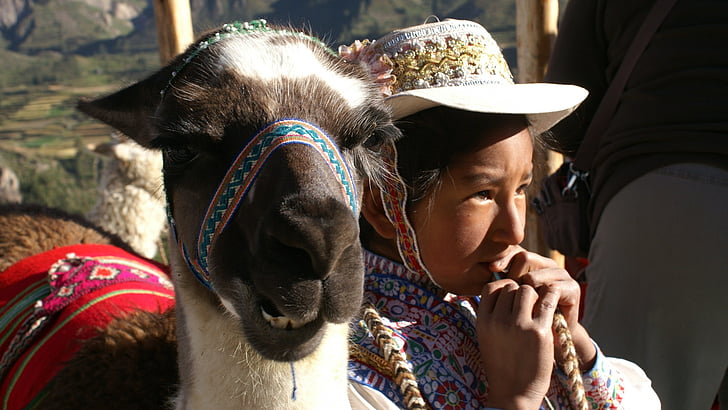 dijete, Lama, Peru, ljudi, kultura, na otvorenom