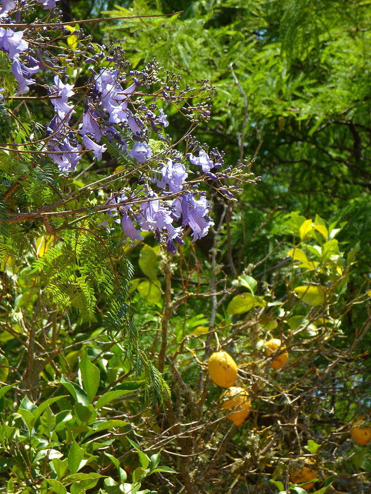 jacaranda, lemon tree, garden, mediterranean, plant, nature, summer