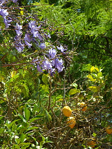 Jacaranda, albero di limone, giardino, Mediterraneo, pianta, natura, estate