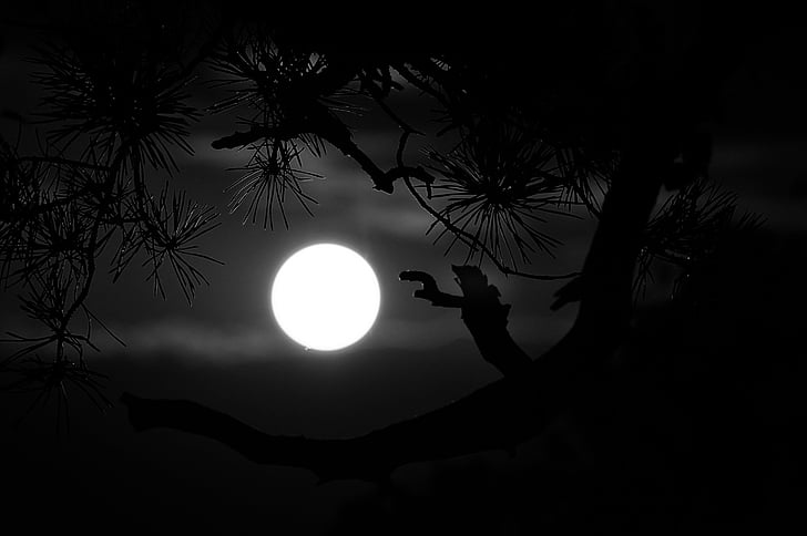 middernacht, volle maan, maan, nacht, zwart-wit, silhouet, boom