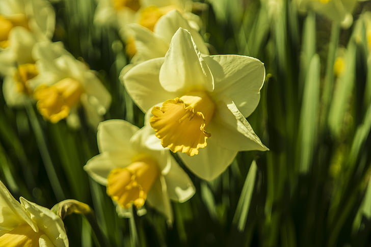 Narcissus, Daffodils, kuning, musim semi, bunga, Blossom, mekar
