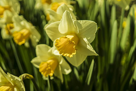 Narcizas, narcizai, geltona, pavasarį, gėlė, žiedų, žydėti