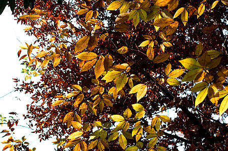 otoño, hojas, caída, naturaleza, oro, hoja, árbol