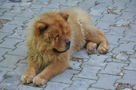 Τσόου Τσόου, Θιβέτ λιοντάρι, σκύλος, λιοντάρι, Κοίτα, ζώο, Χαριτωμένο