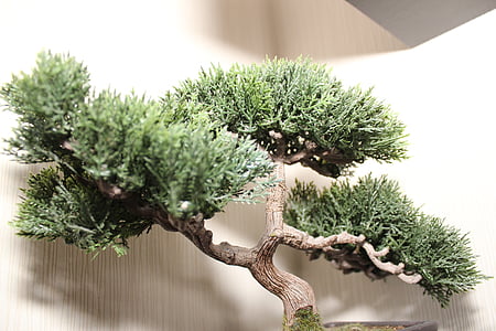 бонсай дерево, Бонсай, дерево, маленький, bäumchen, декоративное растение, горшечные растения