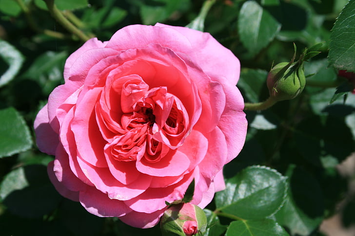rose, pink, deep, double, petals, dense centre, english