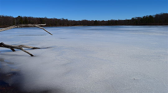 Lacul, congelate, iarna, Filiala, lemn, Parcul, natura