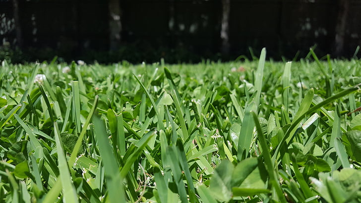 gräs, grön, perspektiv