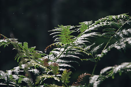 fern, plant, nature, forest, green, natural, leaves