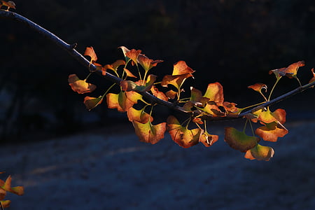 colores de otoño, hojas, marrón, temporada, amarillo, verde, naturaleza