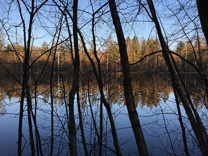 forest, forest lake, contrast, mirror, mirroring, wood, trees