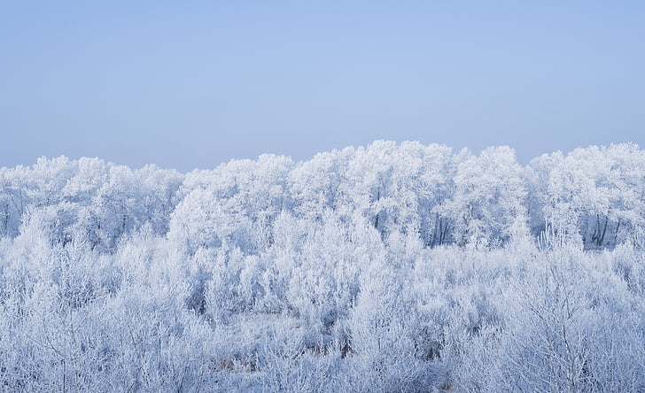 invierno, Frost, ze, frío, bosque, paisaje, árboles